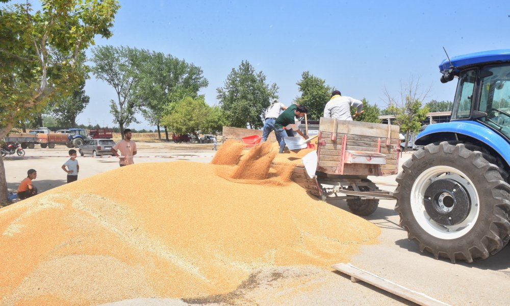 TMO HUBUBAT ALIMINA BAŞLADI